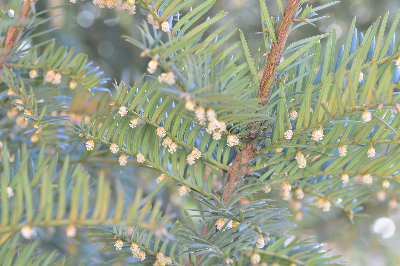 Taxus baccata / Tasso